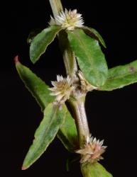 Image: P.B. Heenan © Landcare Research 2014 